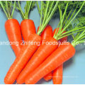 300-350g Neue Ernte Chinesische Frische Karotte